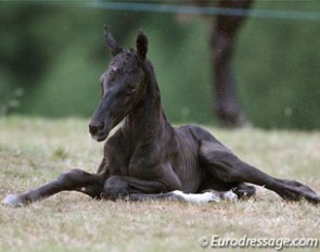 Newborn foal :: Photo © Astrid Appels