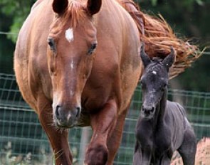 Newborn foal with mare :: Photo © Astrid Appels