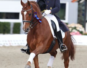 Hamburg based Dane Martin Christensen rode the Westfalian Aribo (by Accord II x Admirano) which his sponsors acquired from Hof Kasselmann. Last year Bianca rode this horse in the Championship