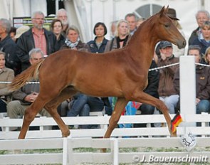 Tudor (by Iskander) was the top selling foal at the 2011 Trakehner Foal Auction :: Photo © Jutta Bauernschmitt