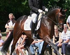 Johan Svensson and Kentucky at the 2011 Trakehner Championships in Hanover :: Photo © Stephan Bischoff