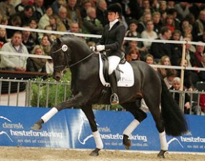 Ines Westendarp and Fürstenball at the 2011 Danish Warmblood Stallion Licensing :: Photo © Mikala Bagge