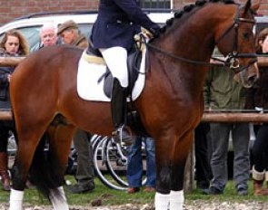 Antoine van Bommel's young KWPN stallion Bojengel