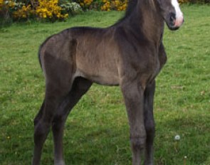 Jordi, an Irish bred foal by Jaywalker out of Wishful Thinking