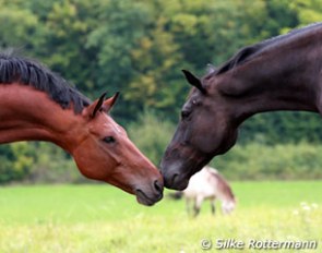 Uta Gräf's Grand Prix horse Dandelion (by De Niro) is kept in a herd. Here he is being a happy horse and having social contact with M-level horse Daikiri (by De Niro) :: Photo © Silke Rottermann
