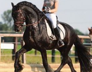 Jessica Süss schooling Barbara Schnell's Friesian Apollo vom Weimannsfeld at home