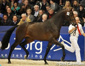 The gorgeous 2011 KWPN Licensing Champion Diebrecht (by Zizi Top x Kennedy) :: Photo © Dirk Caremans