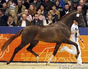 The 2011 KWPN reserve licensing champion Dude (by Vivaldi x Havidoff)