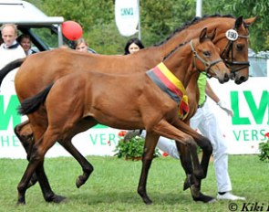 The champion colt by Furstenball x Sir Donnerhall I at the 2011 German Foal Championship in Lienen :: Photo © Kiki Beelitz