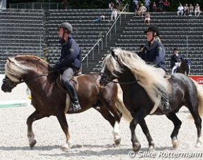 Black Forest cold blood stallions