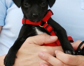 A beautiful chihuahua x Jack Russell cross pup