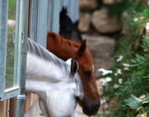 The Marbach State Stud, one of Europe's oldest, housing a warmblood and an Arab herd as well as Black Forest Coldbloods and Altwürttemberger (heavier type of warmblood).