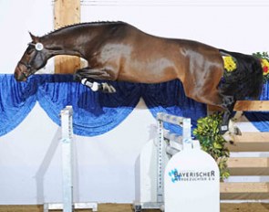Que Amor SB (by Question d'Honneur x Coriano)