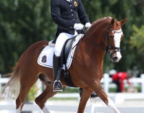 FEI Dressage Pony Ivano