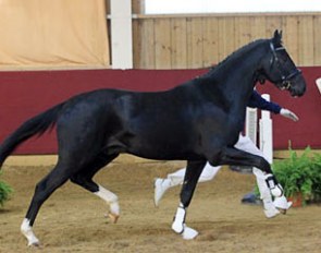 Licensing champion by San Amour x Cabaret x Campari M
