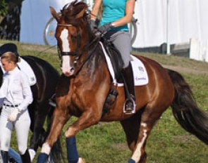German Olympian Nadine Capellmann was not wearing a helmet though... Here she's schooling her small tour horse Diamond Girl (by Diamond Hit)
