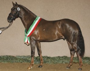 Dubrovnik NRW, the Diamond Hit x Regazzoni Champion of the 2011 Westfalian Stallion Licensing :: Photo © Manfred Mense