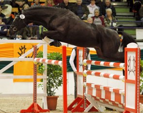 Hancock at the 2011 Trakehner Stallion Licensing :: Photo © Stefan Lafrentz