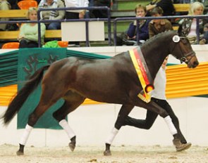 Trakehner Mare Champion Kaija :: Photo © Stefan Lafrentz