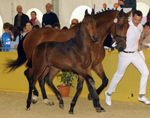 Foreigner GE (by Furstenball x Royal Dance), price highlight at the 2011 South German Elite Foal Auction