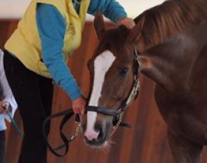 Tellington-Jones doing physio on Dablino