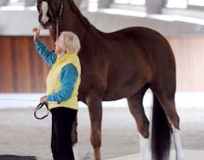 Dablino is a big and impressive horse, but very sensitive and spooky