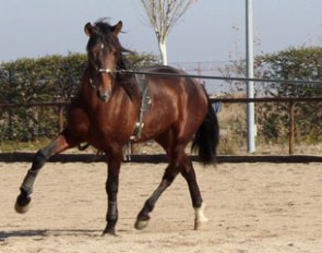 Young Horse at Yeguada Susaeta