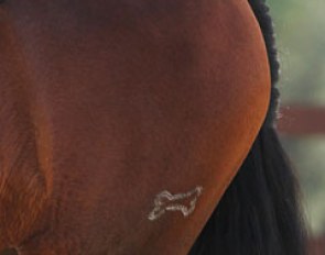 The freeze brand bone of "Os" Nervi on his left hind quarter