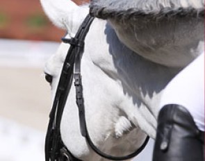 Too much crest? The condition is called Cuello de Gato and is a conformational fault (too much fat deposited above the neck muscle). A young horse with the condition will not be approved for breeding in the PRE studbook.