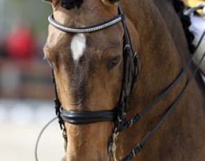 Miguel Ralao Duarte's Lusitano stallion Regalo