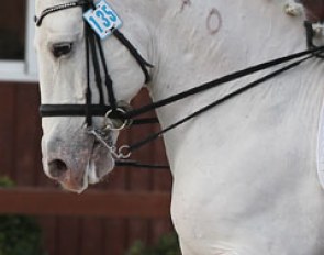 A Lusitano with a brand in his neck :: Photo © Astrid Appels