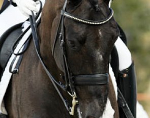 The pretty face of Judy Reynolds' Dutch warmblood Vancouver K (by Jazz)