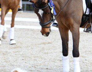 Cato Hemels' Vincent is intrigued by the dog during the award ceremony