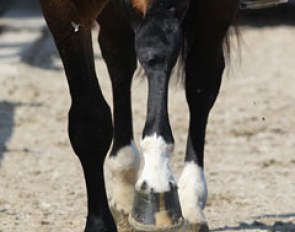 Horse's legs :: Photo © Astrid Appels