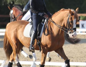 Joanne Vaughan on Paprocka-Campanella's former Grand Prix horse Prego