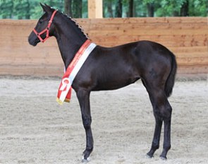 2011 Austrian Filly Champion Dara (by Chopin x Ahorn x Lutz) :: Photo courtesy Reitsportnews.at