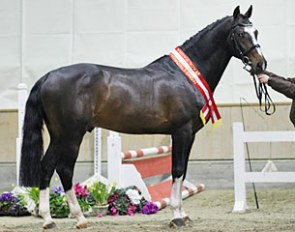 Lord Fernando AB, champion of the 2011 Austrian Warmblood Stallion Licensing :: Photo © Stefan Seiberl