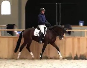 Davinci (by Valdez x Voltaire) at the 2011 KWPN Autumn Stallion Performance Testing in Stegeren, The Netherlands