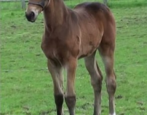 Rocket, the first embryo transfer filly out of Grand Prix mare Rocher (by Rolls Royce x Fruhlingsstern)