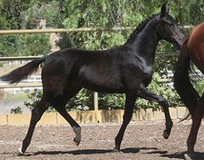 2011 U.S. Oldenburg Champion Filly Simone (by Sandro Hit x Florestan x Donnerhall)