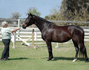 Dr. Sandi Lieb with her winning KWPN mare Cormorant (by Ferro x Rubinstein x Rapport)