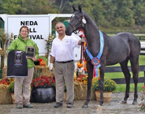 Durante (by Dacaprio- x Weltmeyer), owned and bred by Heather Waite, was named the USDF Dressage Sport Horse Breeding Yearling Colt/Gelding Champion and also won the Region 8 Colt/Gelding Champion title :: Photo © Carole MacDonald