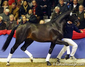 Dr Doolittle x Rubino Rosso