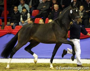 Sir Donnerhall x Quattro B