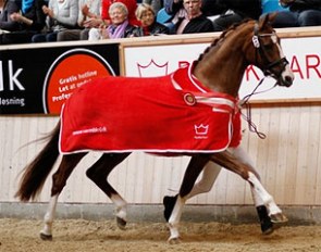 Prima Donna, 2011 Danish Warmblood Mare Champion