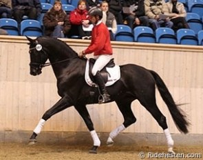 ERA Dancing Hit at the final day of the 35-day Danish Stallion Performance Testing :: Photo © Ridehesten.com