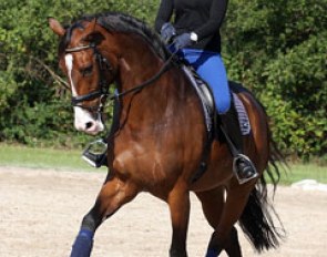 Cipollini is a very athletic dressage horse