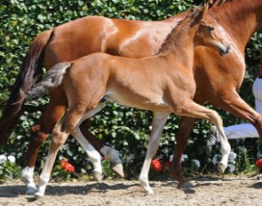 Cornado x Raphael foal