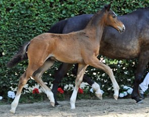 The Vitalis x Dinard L foal which was runner-up in Warendorf. He will be auctioned at the Westfalian Elite Foal Auction in August