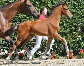 Vitalis x Florestan x Bartock colt